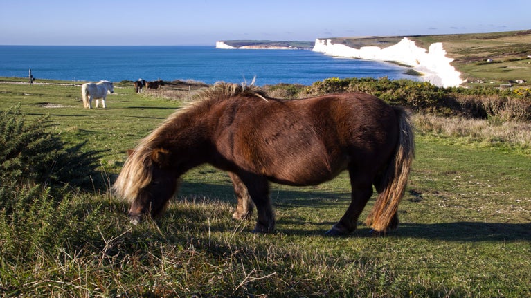 A brown shetland pony grazes on grassy coastal cliffs overlooking a bright blue sea. In the distance, white chalk cliffs curve along the coastline, and another pale‑coloured pony stands further back on the landscape. Low shrubs and open fields surround the scene under a clear sky